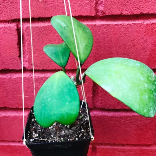Hoya Kerrii Plant -Plant Life Decor Shop HoyaKerrii 2