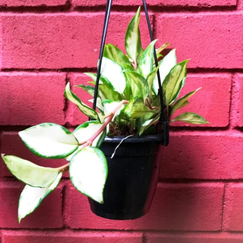 Hoya Krimson Princess Plant -Plant Life Decor Shop HoyaKrimsonPrincess 1