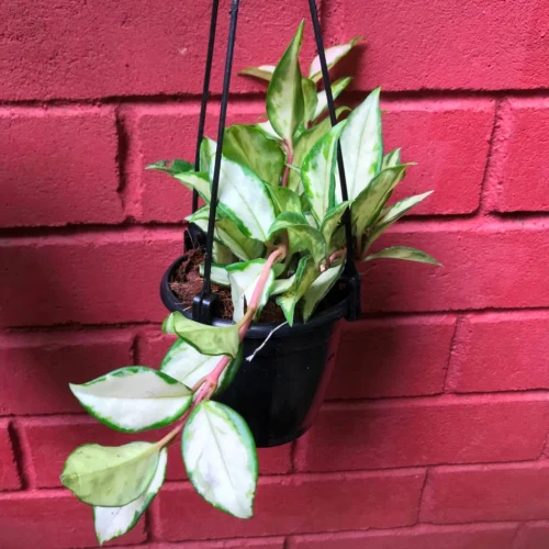 Hoya Krimson Princess Plant -Plant Life Decor Shop HoyaKrimsonPrincess 2