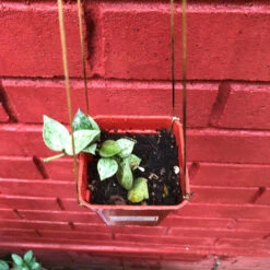 Hoya Krohniana Eskimo Splash Plant -Plant Life Decor Shop HoyaKrohinianaEskimoSplash 1