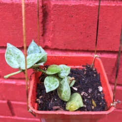 Hoya Krohniana Eskimo Splash Plant -Plant Life Decor Shop HoyaKrohinianaEskimoSplash 3