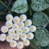 Hoya Krohniana Eskimo Splash Plant
