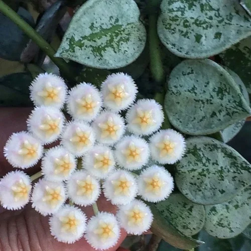 Hoya Krohniana Eskimo Splash Plant