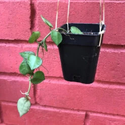 Hoya Krohniana Plant -Plant Life Decor Shop HoyaKrohniana 4