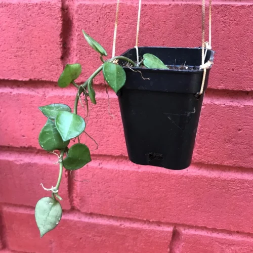 Hoya Krohniana Plant 9 Hoya Krohniana Plant -Plant Life Decor Shop HoyaKrohniana 4