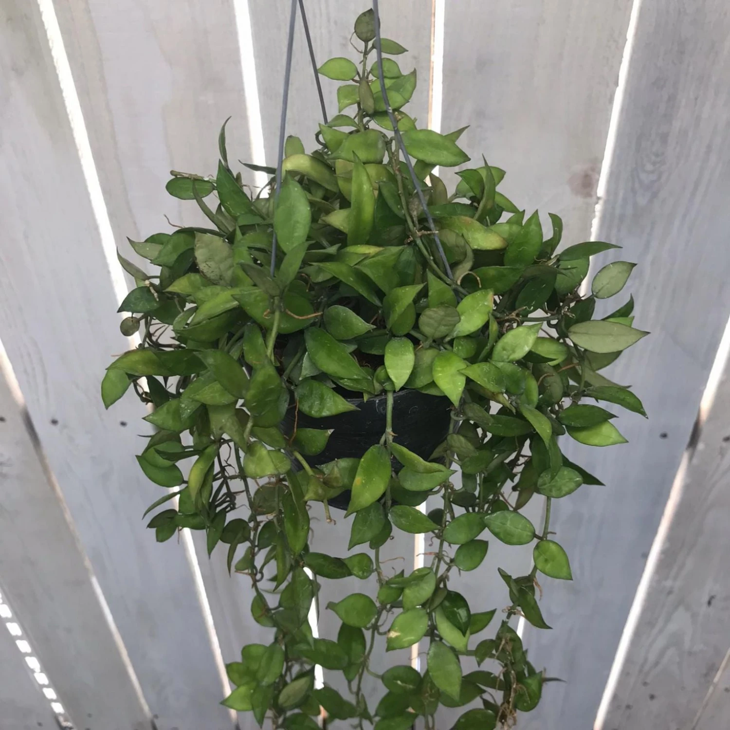 Hoya Lacunosa Plant 2 Hoya Lacunosa Plant - Image 2