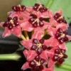Hoya Lobbii Red Plant