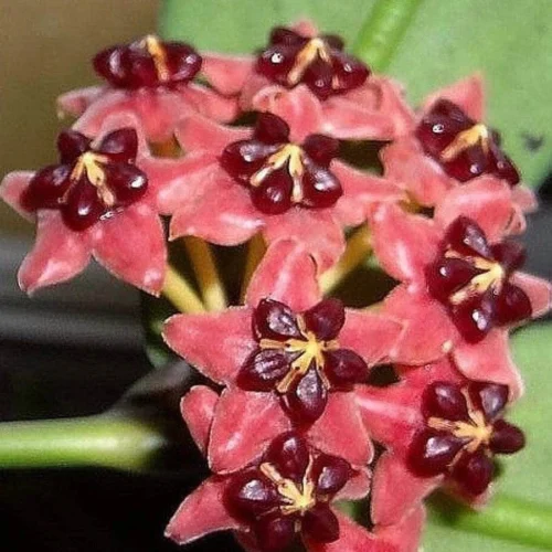 Hoya Lobbii Red Plant