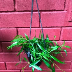 Hoya Longifolia China Beans Plant -Plant Life Decor Shop HoyaLongifolia 2