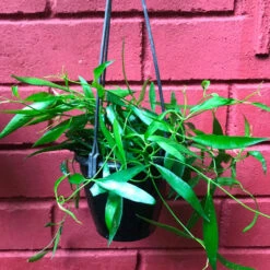Hoya Longifolia China Beans Plant -Plant Life Decor Shop HoyaLongifolia 3