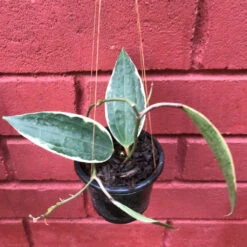 Hoya Macrophylla Albomarginata Plant -Plant Life Decor Shop HoyaMacrophyllaalbomarginata 1