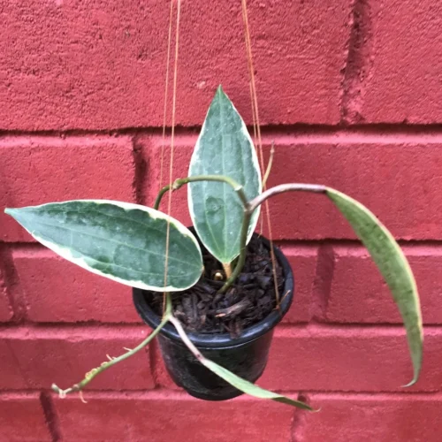 Hoya Macrophylla Albomarginata Plant -Plant Life Decor Shop HoyaMacrophyllaalbomarginata 1