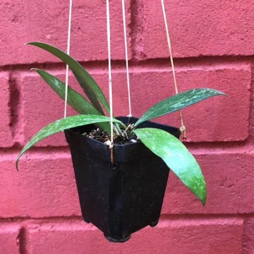 Hoya Memoria Plant 6 Hoya Memoria Plant -Plant Life Decor Shop HoyaMemoria 6