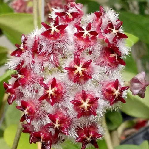 Hoya Mindorensis Red Star Plant