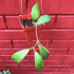Hoya Mindorensis Red Star Plant -Plant Life Decor Shop HoyaMindorensisRedstar 2