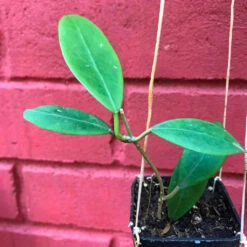 Hoya Mindorensis Yellow Plant -Plant Life Decor Shop HoyaMindorensisYellow 4