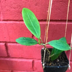 Hoya Mindorensis Yellow Plant -Plant Life Decor Shop HoyaMindorensisYellow 5