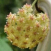 Hoya Mindorensis Yellow Plant