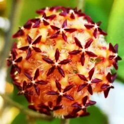 Hoya Mindorensis Pg12 Plant