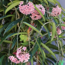 Hoya Minibelle Plant -Plant Life Decor Shop HoyaMinibelle 5