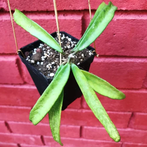 Hoya Minibelle Plant -Plant Life Decor Shop HoyaMinibelle 8