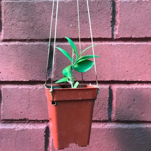 Hoya Myrmecopa Purple Plant -Plant Life Decor Shop HoyaMyrmecopapurple 1 scaled