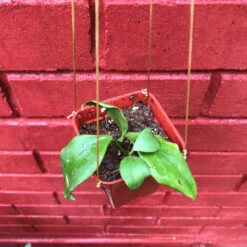 Hoya Oblongata Plant -Plant Life Decor Shop HoyaOblongata 10 f82aa964 c022 49d8 9f48 e4e20c9ffc79