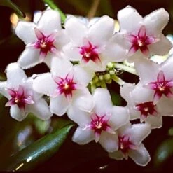Hoya Oblongata Plant