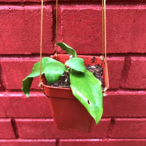 Hoya Oblongata Plant -Plant Life Decor Shop HoyaOblongata 8 fe293448 cca5 4f4a 8154 5ee2b74d36ec