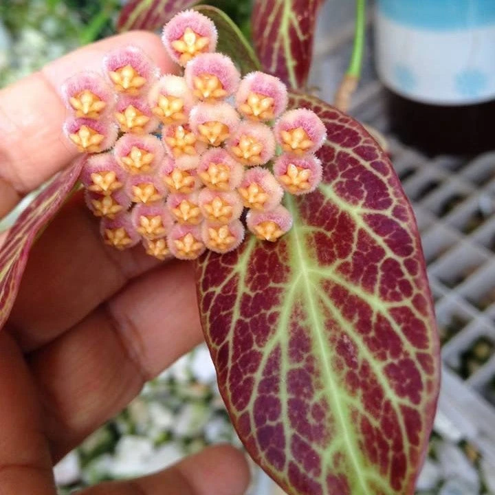 Hoya Obscura Sunrise Plant 1 Hoya Obscura Sunrise Plant