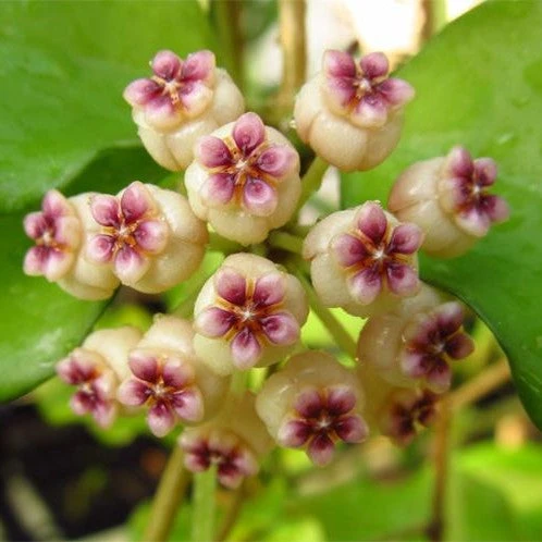 Hoya Ovalifolia Plant 2 Hoya Ovalifolia Plant - Image 2