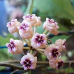 Hoya Ovalifolia Plant