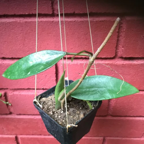 Hoya Parasitica Green Plant -Plant Life Decor Shop HoyaParasiticaGreen 2 32153989 c71f 4165 aaeb 7c4f67396074