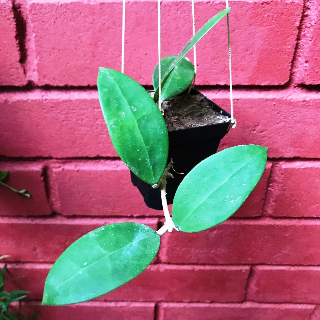 Hoya Parasitica Pink Plant 2 Hoya Parasitica Pink Plant - Image 2