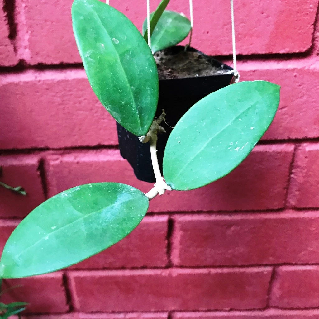 Hoya Parasitica Pink Plant 3 Hoya Parasitica Pink Plant - Image 3