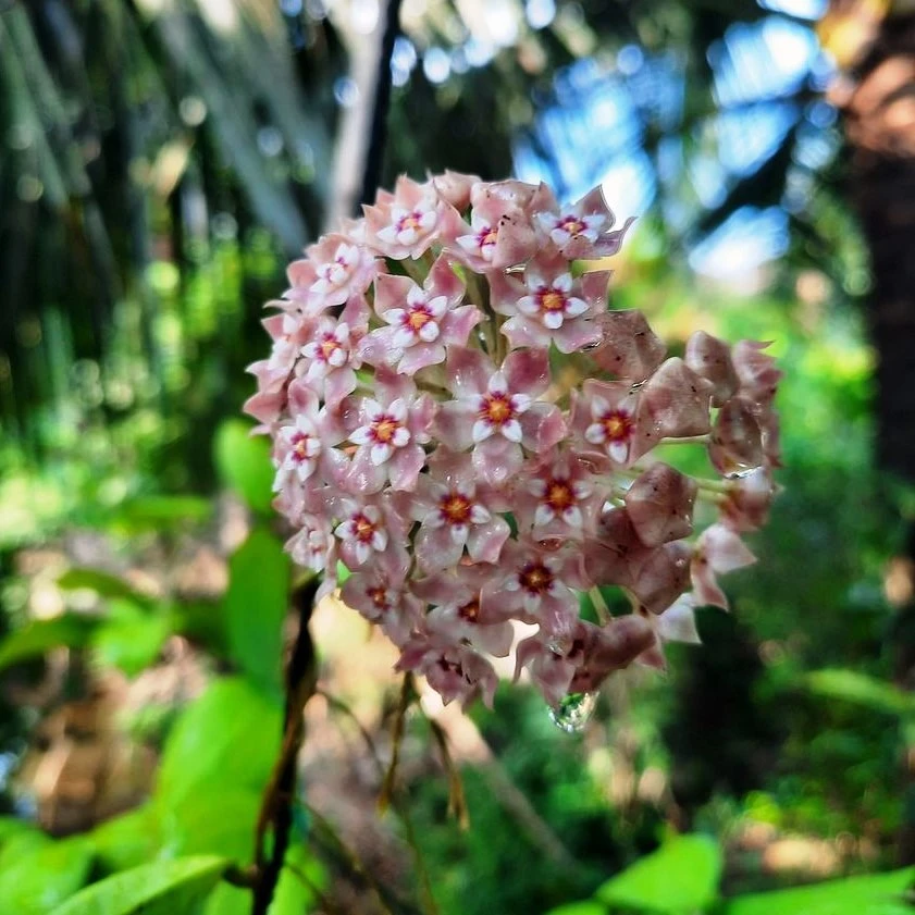 Hoya Parasitica Pink Plant 1 Hoya Parasitica Pink Plant