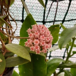 Hoya Parasitica Pink Plant 7 Hoya Parasitica Pink Plant -Plant Life Decor Shop HoyaParasiticaPink 4