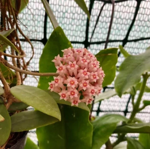 Hoya Parasitica Pink Plant -Plant Life Decor Shop HoyaParasiticaPink 4