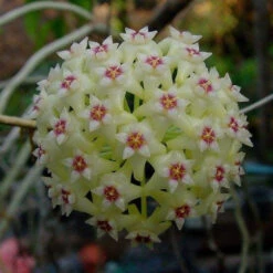 Hoya Parasitica Green Plant
