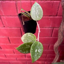 Hoya Parasitica Heart Splash Plant -Plant Life Decor Shop HoyaParasiticaheartsplash 1