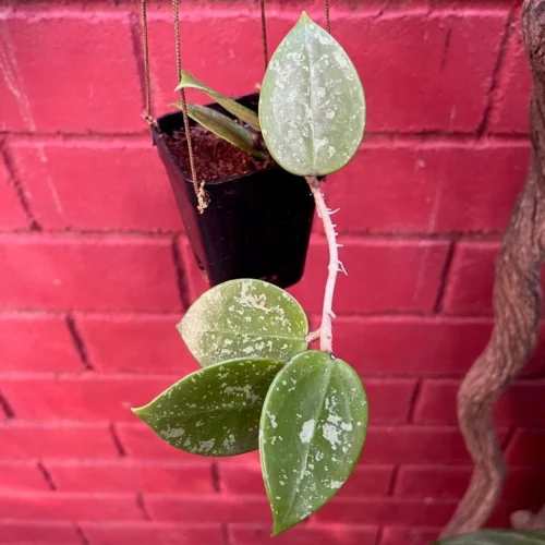 Hoya Parasitica Heart Splash Plant -Plant Life Decor Shop HoyaParasiticaheartsplash 1