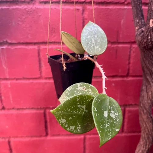Hoya Parasitica Heart Splash Plant -Plant Life Decor Shop HoyaParasiticaheartsplash