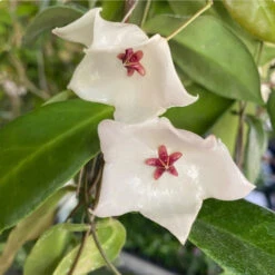 Hoya Patella White Plant