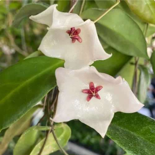 Hoya Patella White Plant