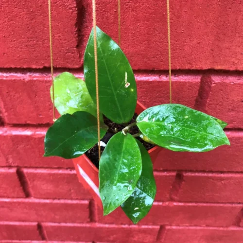 Hoya Patricia Plant 11 Hoya Patricia Plant -Plant Life Decor Shop HoyaPatricia 1
