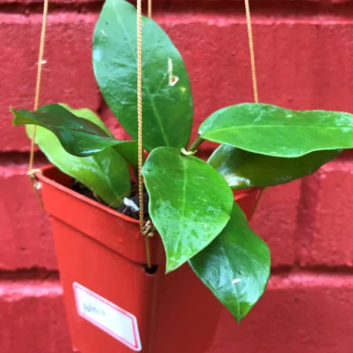 Hoya Patricia Plant 9 Hoya Patricia Plant -Plant Life Decor Shop HoyaPatricia 3