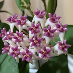 Hoya Patricia Plant 8 Hoya Patricia Plant -Plant Life Decor Shop HoyaPatricia 8