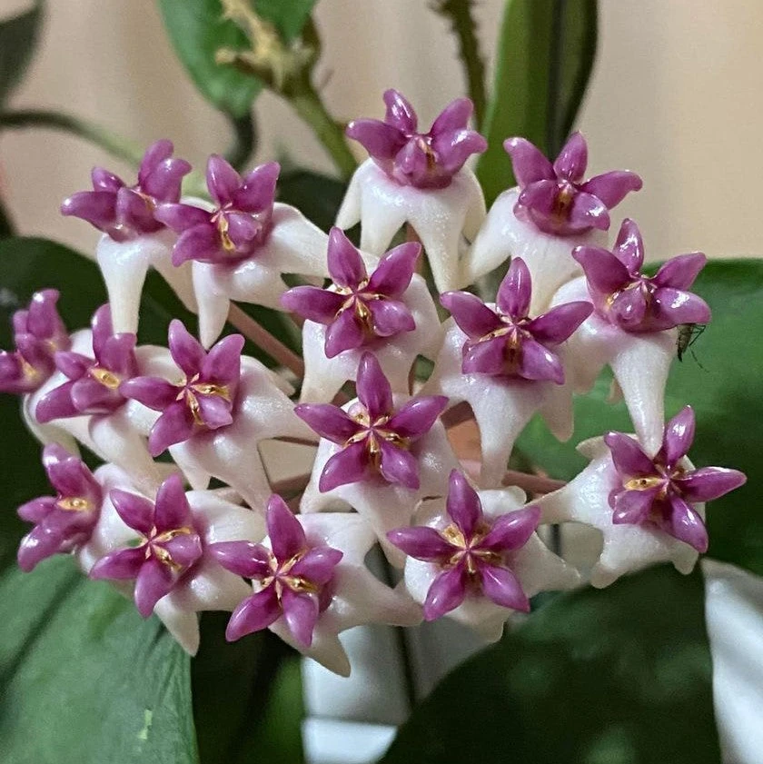 Hoya Patricia Plant 3 Hoya Patricia Plant - Image 3