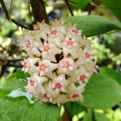 Hoya Pottsii Red Star Plant