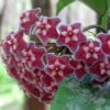 Hoya Pubicalyx Splash Plant